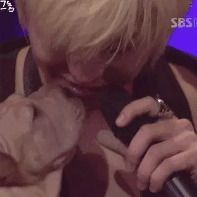 金泰妍,權志龍,WANNA·ONE明星愛犬的面子也太大了