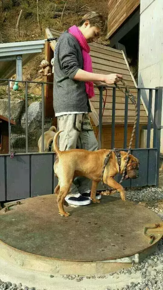 金泰妍,權志龍,WANNA·ONE明星愛犬的面子也太大了