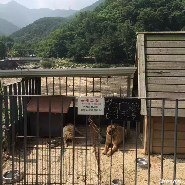金泰妍,權志龍,WANNA·ONE明星愛犬的面子也太大了