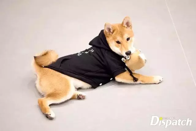 金泰妍,權志龍,WANNA·ONE明星愛犬的面子也太大了