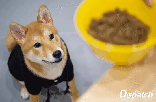 金泰妍,權志龍,WANNA·ONE明星愛犬的面子也太大了