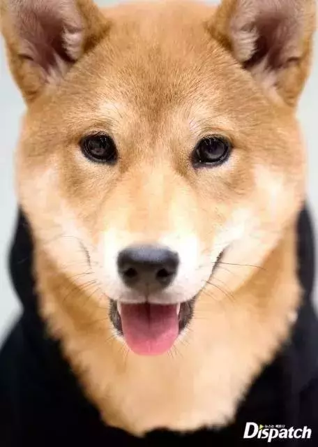 金泰妍,權志龍,WANNA·ONE明星愛犬的面子也太大了