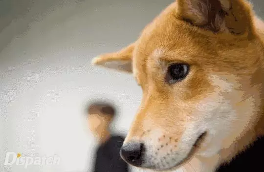 金泰妍,權志龍,WANNA·ONE明星愛犬的面子也太大了