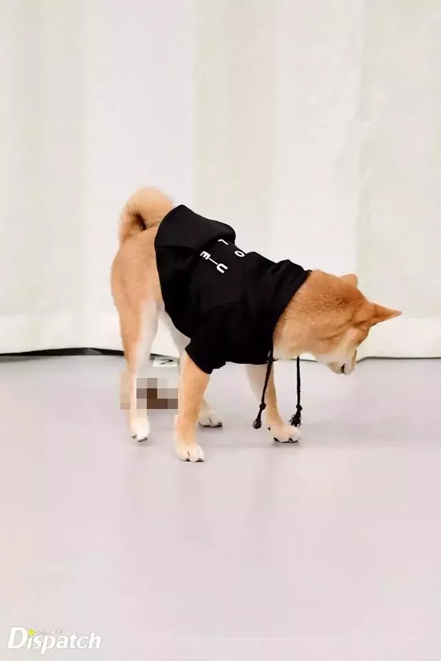 金泰妍,權志龍,WANNA·ONE明星愛犬的面子也太大了