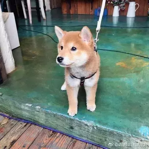 金泰妍,權志龍,WANNA·ONE明星愛犬的面子也太大了