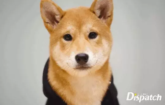 金泰妍,權志龍,WANNA·ONE明星愛犬的面子也太大了