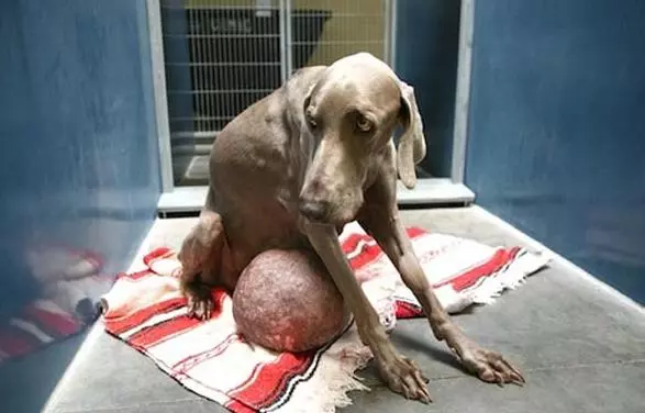 獵犬長出「巨型肉球」慘遭拋棄,路人將其治療後原主人立即找上門