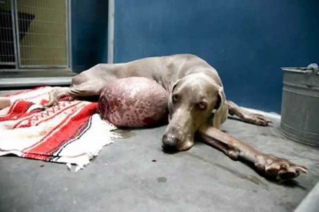 獵犬長出「巨型肉球」慘遭拋棄,路人將其治療後原主人立即找上門