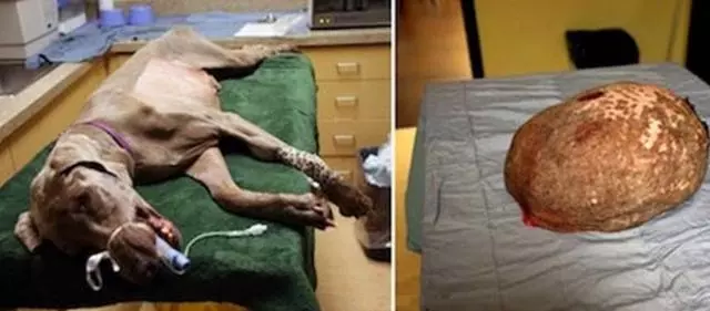 獵犬長出「巨型肉球」慘遭拋棄,路人將其治療後原主人立即找上門