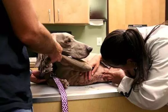 獵犬長出「巨型肉球」慘遭拋棄,路人將其治療後原主人立即找上門
