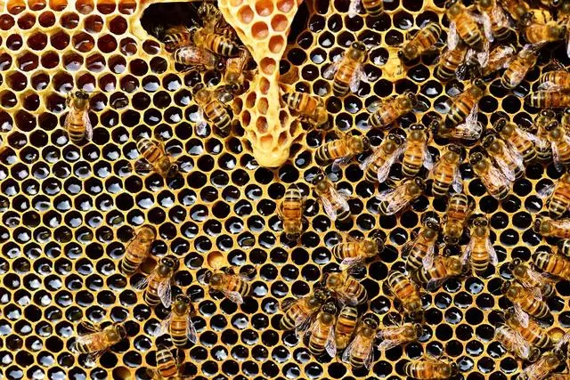 蜜蜂蜇人也能治病?這種「蜂療」法,抗炎、鎮痛,功效出乎你意外
