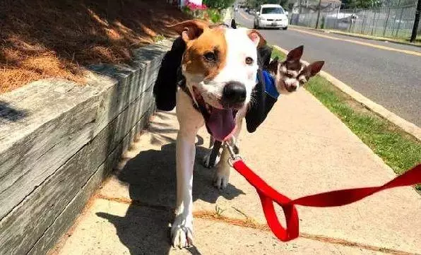 它是我兄弟!比特犬背癱瘓盲汪散步,眯眼燦笑比太陽更亮眼