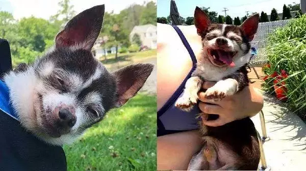 它是我兄弟!比特犬背癱瘓盲汪散步,眯眼燦笑比太陽更亮眼