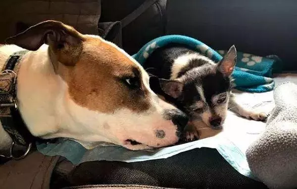 它是我兄弟!比特犬背癱瘓盲汪散步,眯眼燦笑比太陽更亮眼