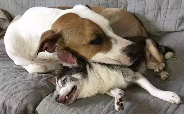 它是我兄弟!比特犬背癱瘓盲汪散步,眯眼燦笑比太陽更亮眼