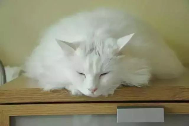「貓這種動物不通人性,你為什麼還要養?」