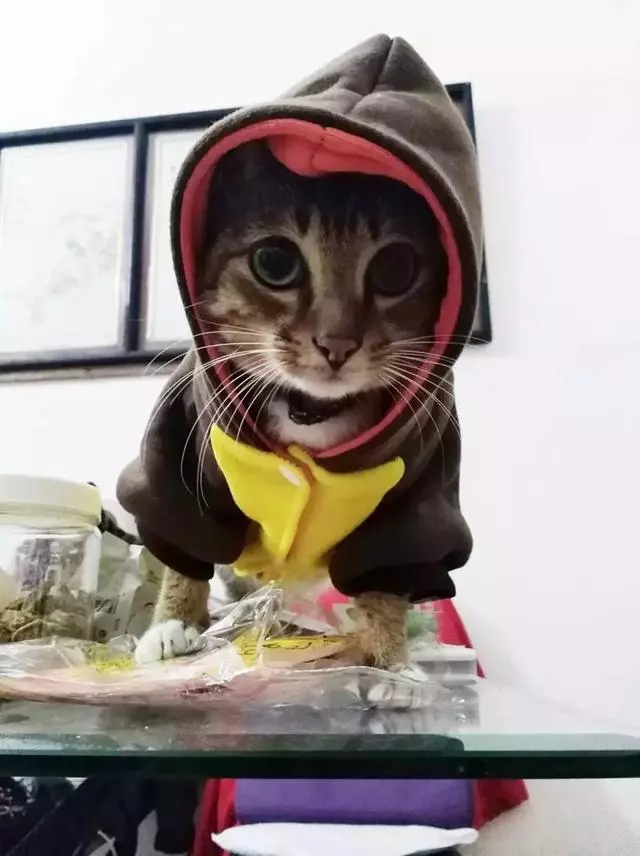 「貓這種動物不通人性,你為什麼還要養?」