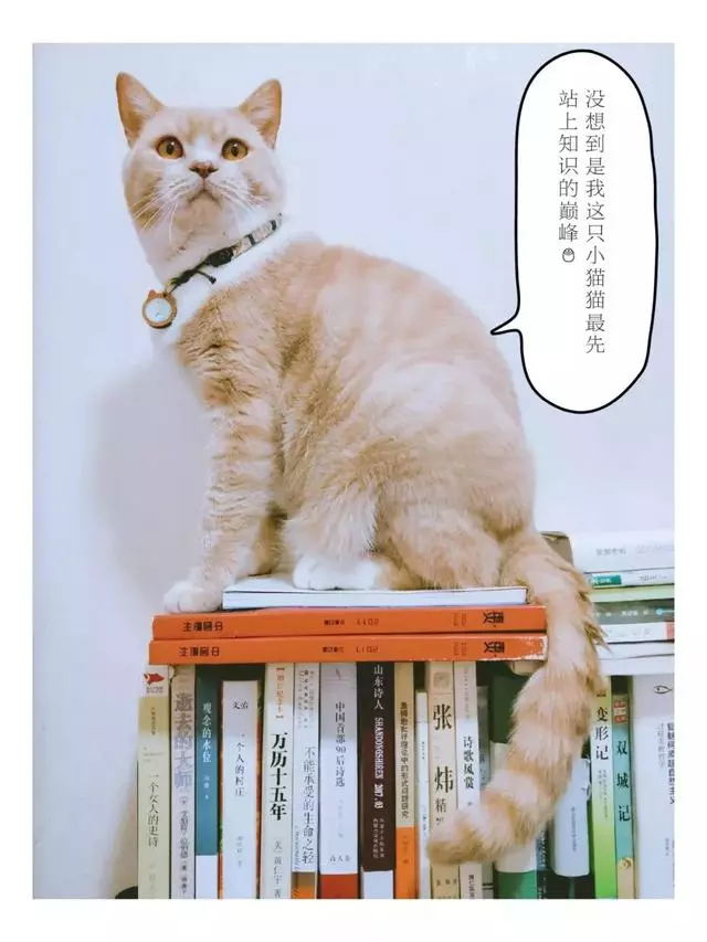 「貓這種動物不通人性,你為什麼還要養?」