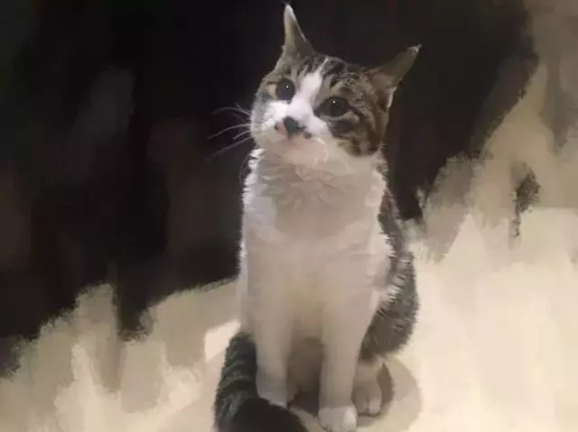 「貓這種動物不通人性,你為什麼還要養?」
