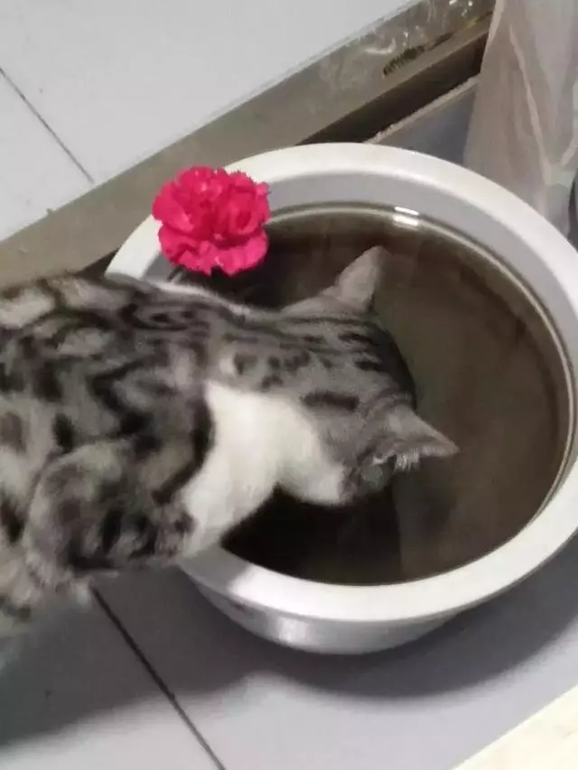 「貓這種動物不通人性,你為什麼還要養?」