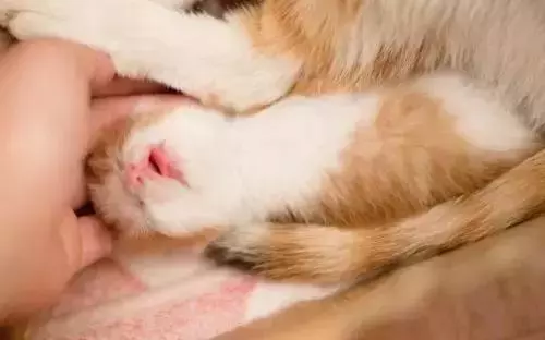 「貓這種動物不通人性,你為什麼還要養?」