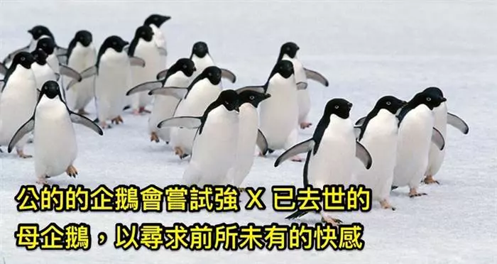 5種「外表看起來超可愛,卻擁有超恐怖獸性」的變態動物! #4 海豚竟然喜歡殺人後在棄屍!?