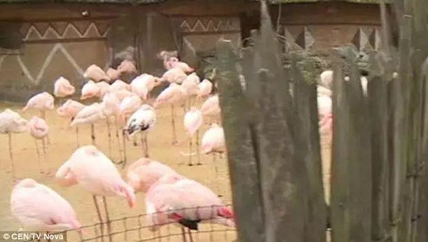 屁孩在動物園「踢死火烈鳥」還死不認錯,園方怒告後「天價賠償金」讓屁孩爸媽屁滾尿流...