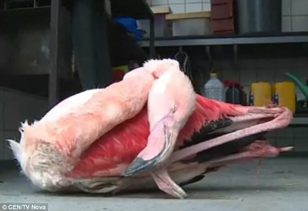 屁孩在動物園「踢死火烈鳥」還死不認錯,園方怒告後「天價賠償金」讓屁孩爸媽屁滾尿流...