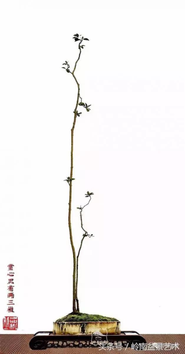 玩盆景,搞懂這十個字,您就入門了