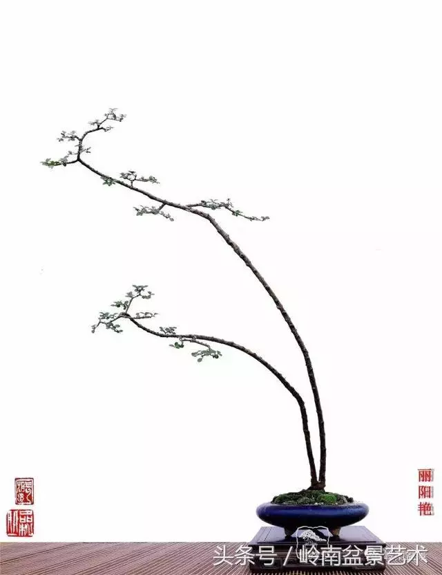 玩盆景,搞懂這十個字,您就入門了