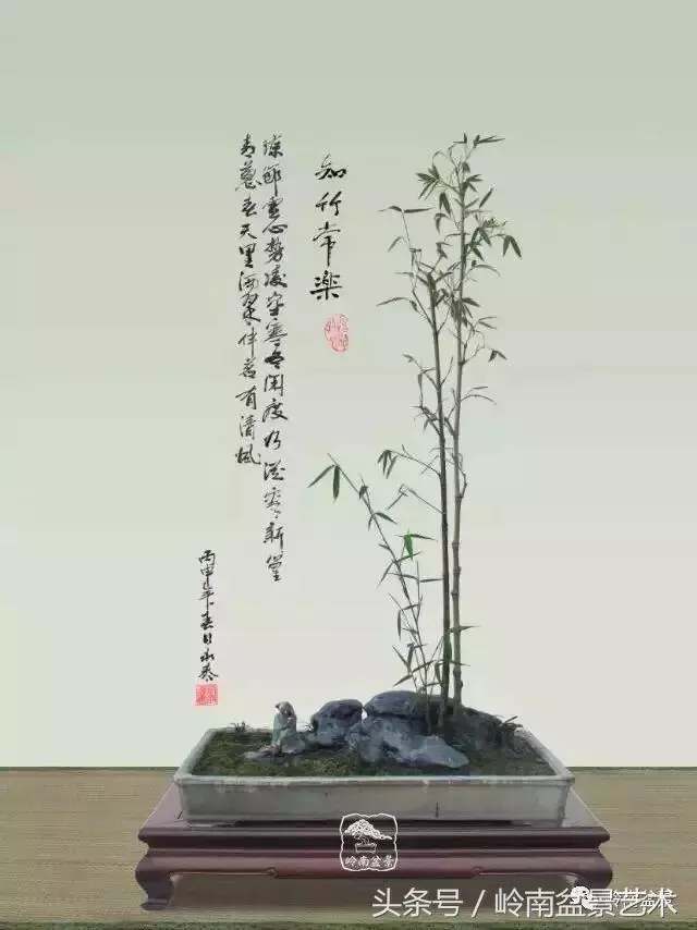 玩盆景,搞懂這十個字,您就入門了