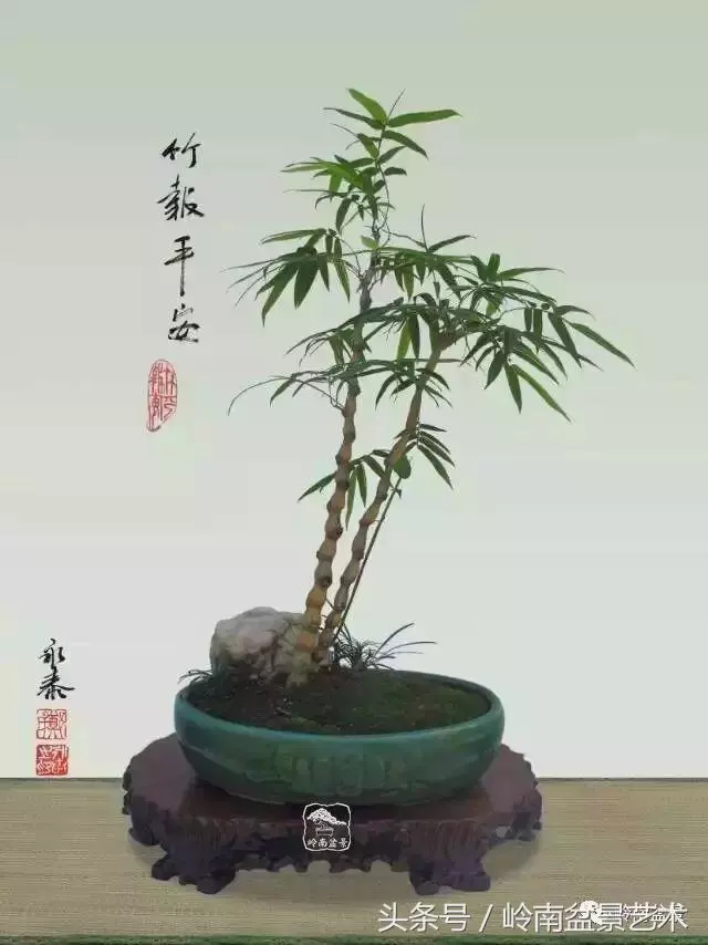 玩盆景,搞懂這十個字,您就入門了