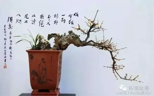 玩盆景,搞懂這十個字,您就入門了