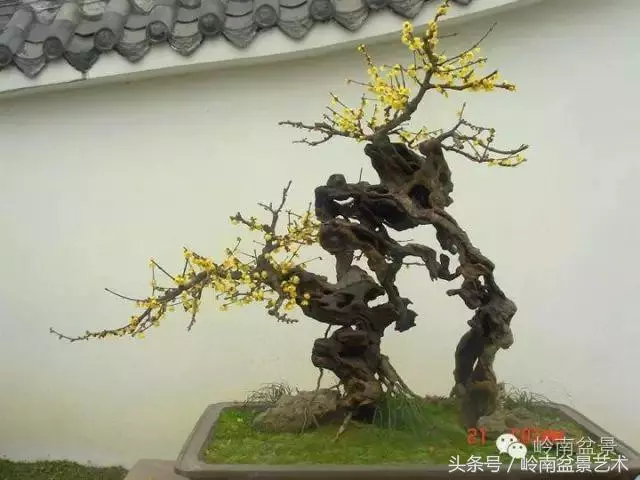 玩盆景,搞懂這十個字,您就入門了