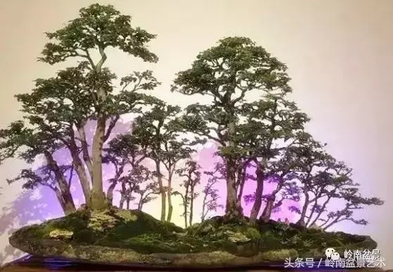 玩盆景,搞懂這十個字,您就入門了