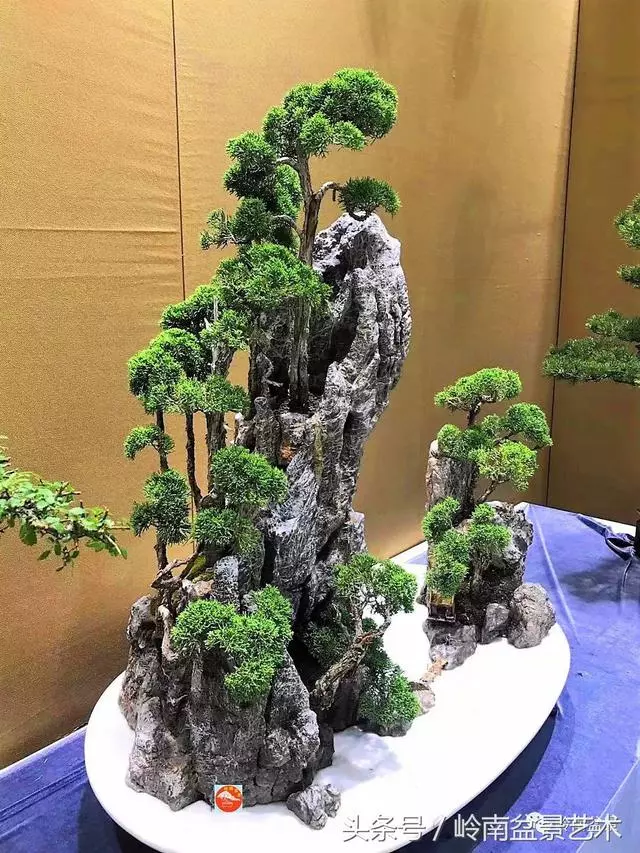 玩盆景,搞懂這十個字,您就入門了