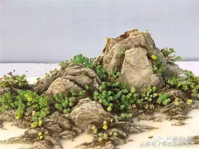玩盆景,搞懂這十個字,您就入門了