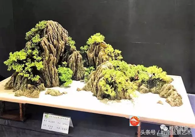 玩盆景,搞懂這十個字,您就入門了