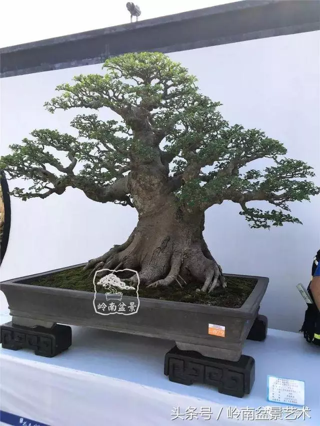 玩盆景,搞懂這十個字,您就入門了