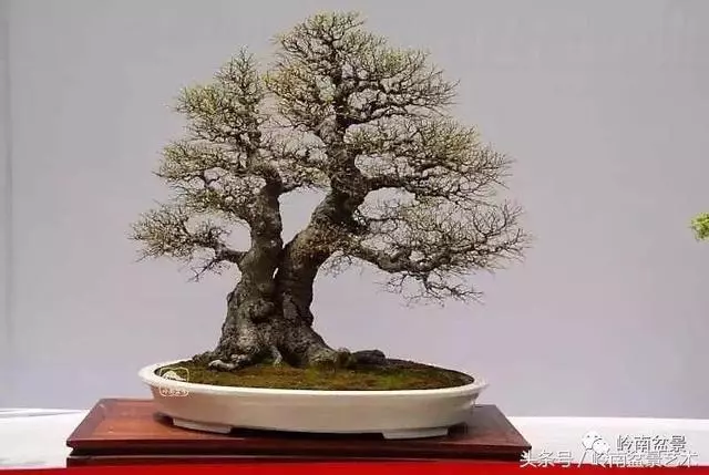 玩盆景,搞懂這十個字,您就入門了