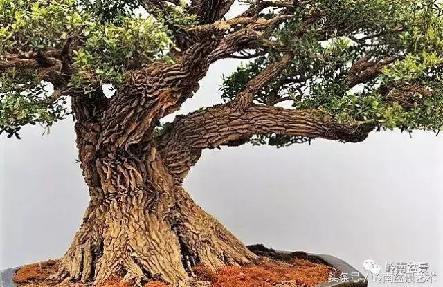 玩盆景,搞懂這十個字,您就入門了