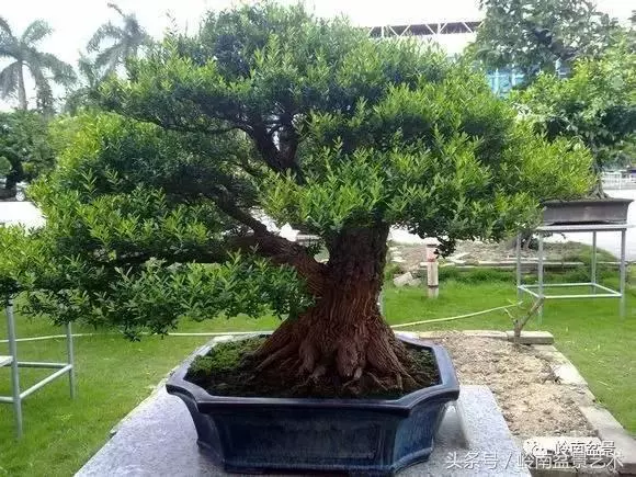 玩盆景,搞懂這十個字,您就入門了