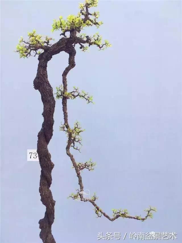 玩盆景,搞懂這十個字,您就入門了