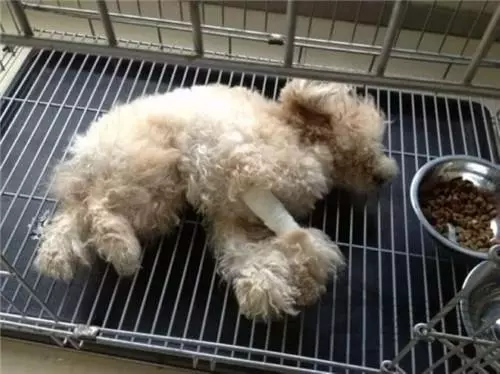 狗狗被主人踢成癱瘓,送到醫院後離開,下一刻它的反應讓人哭慘!