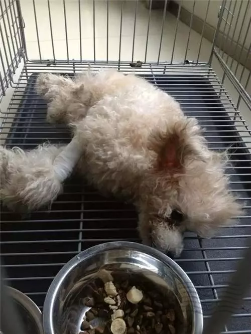 狗狗被主人踢成癱瘓,送到醫院後離開,下一刻它的反應讓人哭慘!