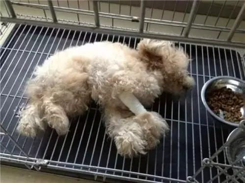 狗狗被主人踢成癱瘓,送到醫院後離開,下一刻它的反應讓人哭慘!