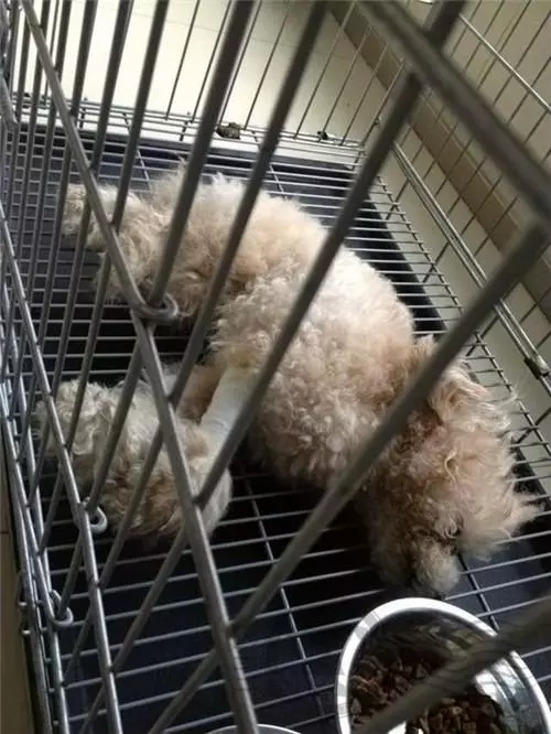 狗狗被主人踢成癱瘓,送到醫院後離開,下一刻它的反應讓人哭慘!