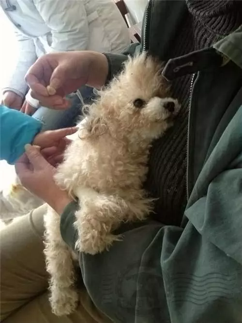 狗狗被主人踢成癱瘓,送到醫院後離開,下一刻它的反應讓人哭慘!