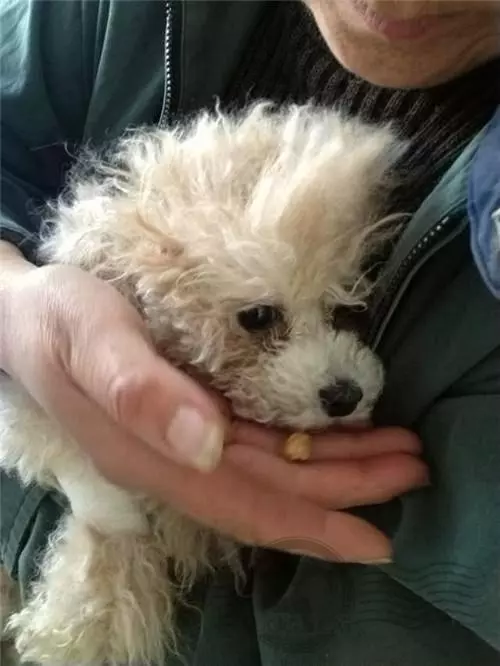 狗狗被主人踢成癱瘓,送到醫院後離開,下一刻它的反應讓人哭慘!