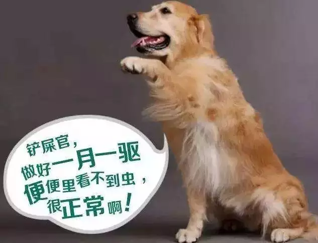 養狗人注意:狗狗出現這7個跡象,就意味著它肚子裡全是寄生蟲